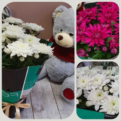 Хризантема 