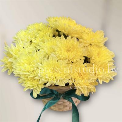 Хризантема 